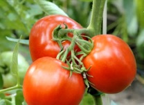 agroquimicosochoa-tomates